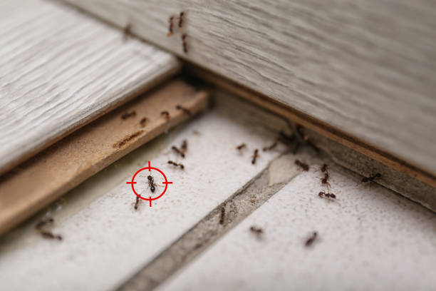 Best Cockroach Control Services  in Cambridge, IL