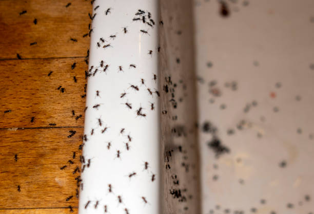 Pest Control for Restaurants in Cambridge, IL