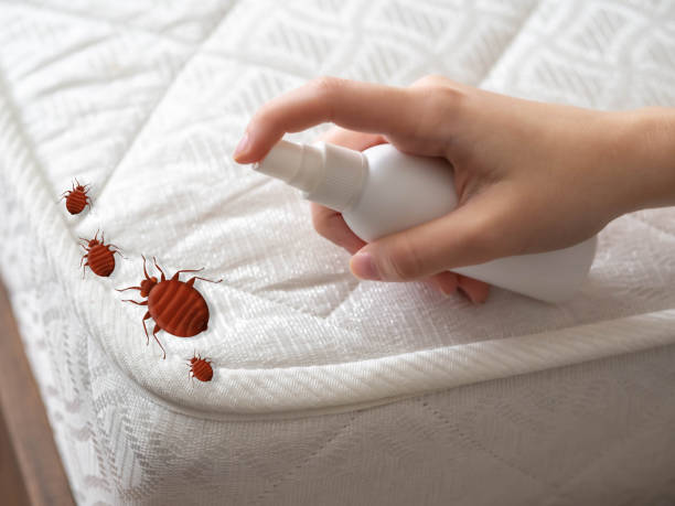 Best Bed Bug Extermination  in Cambridge, IL