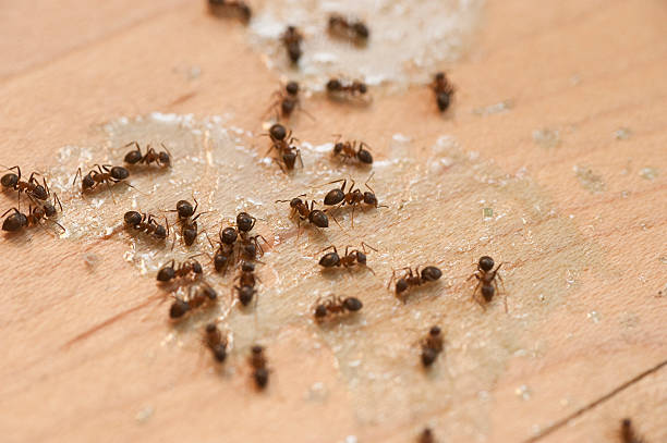 Best Pest Inspection Near Me  in Cambridge, IL