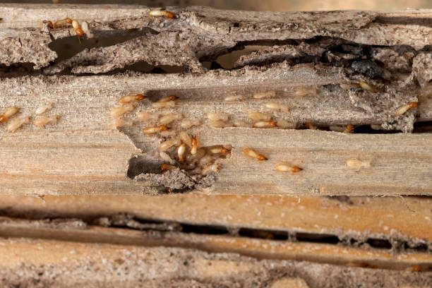 Best Bed Bug Extermination  in Cambridge, IL